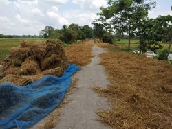 how to make best food for cow from paddy kher using Urea