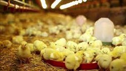Precution for poultry farming