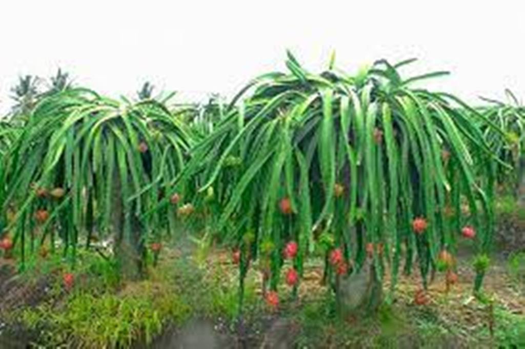 Andhra Pradesh Government Provid Subsidy  for Dragon Fruit Farming