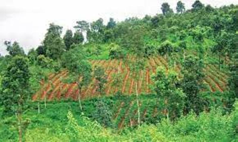 Forest Cover in North East for Jhum Cultivation