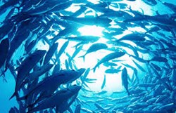 Fishiries Start up Grand Challenge