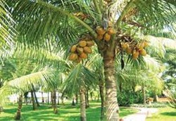 Coconut Farming a frofitable business