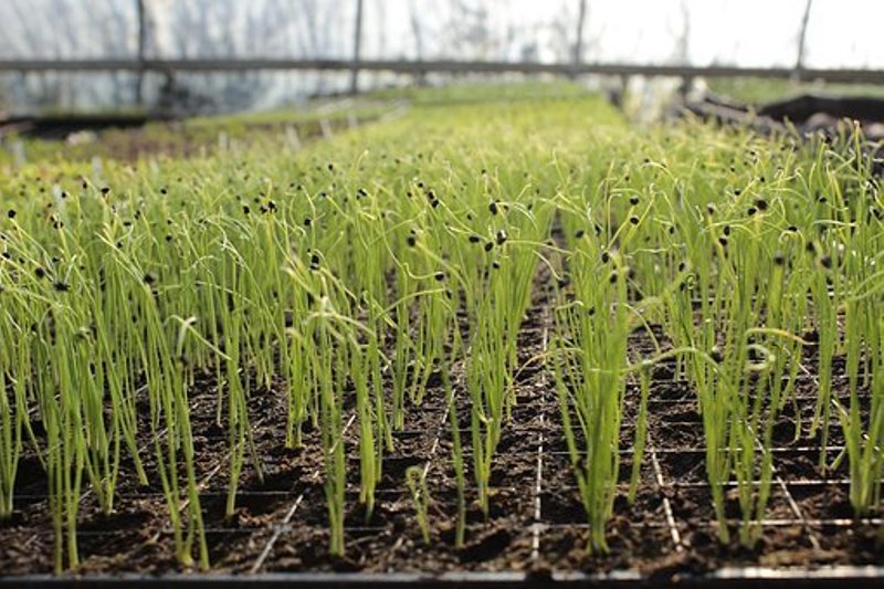 Garlic Farming profitable business for Farmers