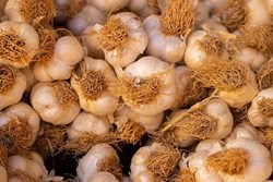 Garlic farming a profitable business