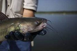 About Cat  Fish Farming a profitable business for farmer