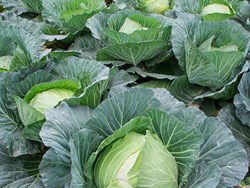 Green revolution of former register officer of Dibrugarh University sanjiv sarma he farming medicinal plants in 7 bigha