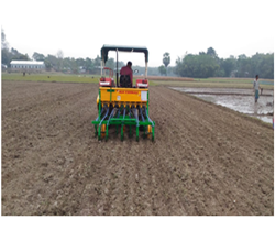 Paddy cultivation in the main field directly in a sion manner