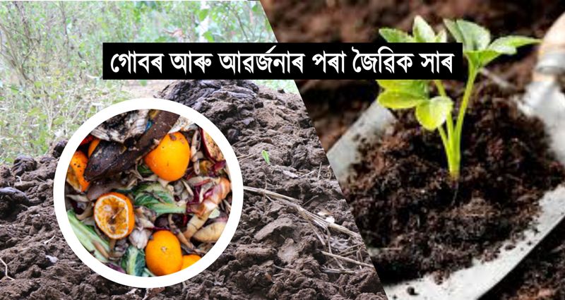 organic fertilizer made from dung and waste