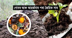 Vegetable bumper production from organic fertilizer made from dung and waste