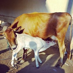 Govt. to give 25 per cent subsidy to start dairy  business