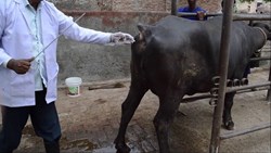 How to make artificial insemination in animals?