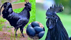 Kadaknath farming is a profitable business