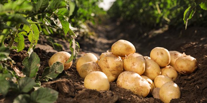 Late Blight of Potato: Deadly disease