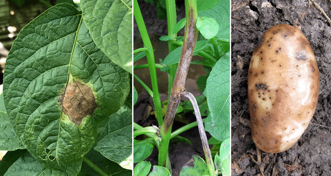 Late Blight of Potato disease like this