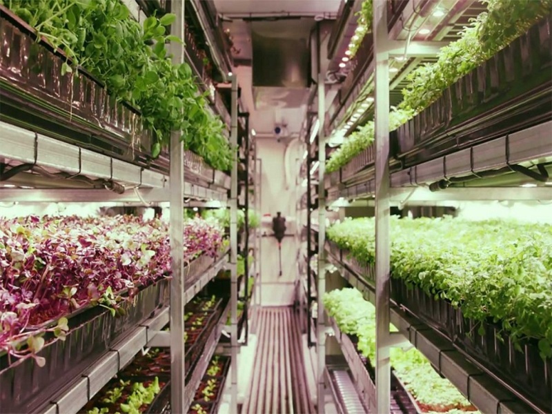 Vertical farming, a revolution in Indian Agriculture