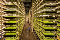 Vertical Farming: An Overview on Different Types of Vertical Farming System
