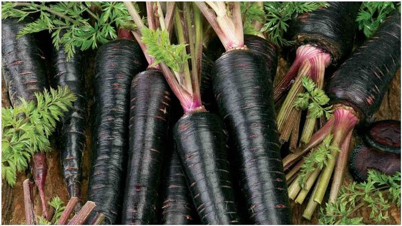 Health Benefit of Black carrot