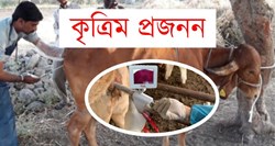 Farmers can benefit more by  artificial Insemination