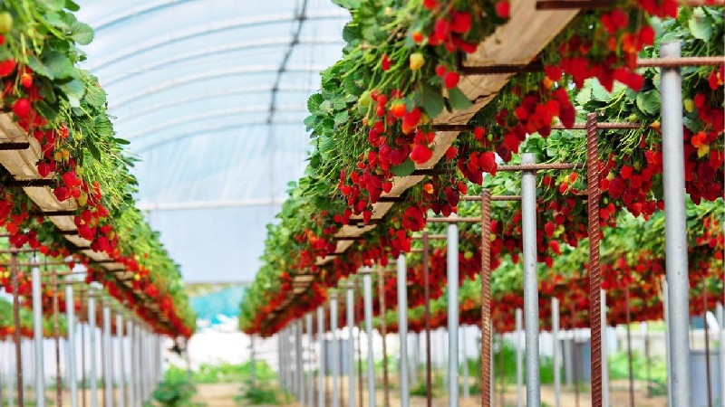 Women start strawberry cultivation in 10 acres with Israeli technology