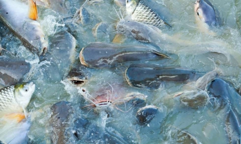 Net running is necessary in fish Farming