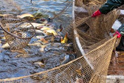 Net running is necessary in fish Farming