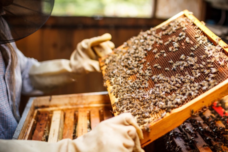 Start Beekeeping Along With Traditional Farming & Earn Huge Profits