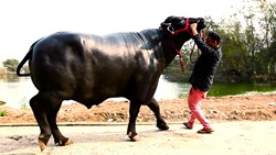 Bheem: This buffalo is more valuable than your favourite Ferrari