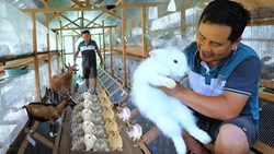 Rabit farming : a profitable business for Farmer