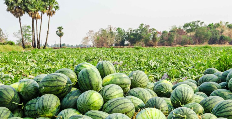 Watermelon Cultivation a profitable business