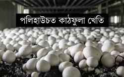 Polyhouse Mushroom Cultivation