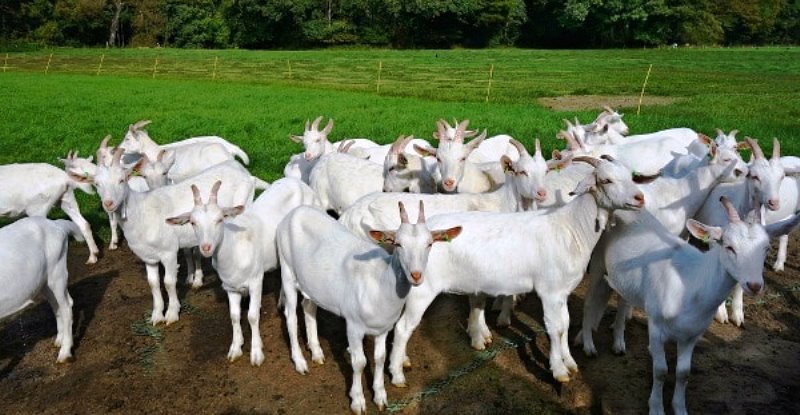 How to Start Goat farming