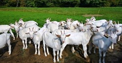 Mistakes in Goat Farming