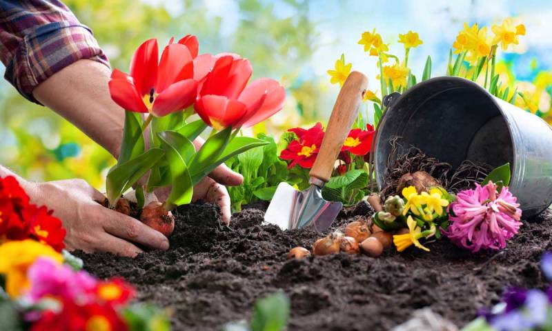 Gardening Good for Your Mental Health