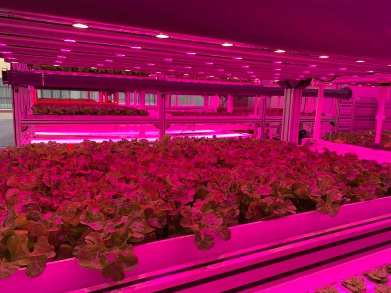 UAE to develop the world's largest Vertical Farm