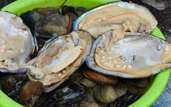 Pearl Farming: A profitable business for Farmers