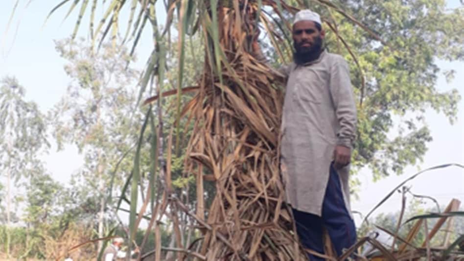 UP Farmer Grown 23 feet Long Sugarcane