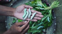 Sericulture in Assam (1)