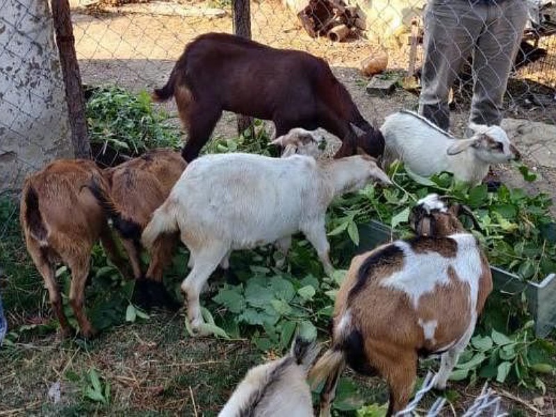 Goat Farming in BTAD