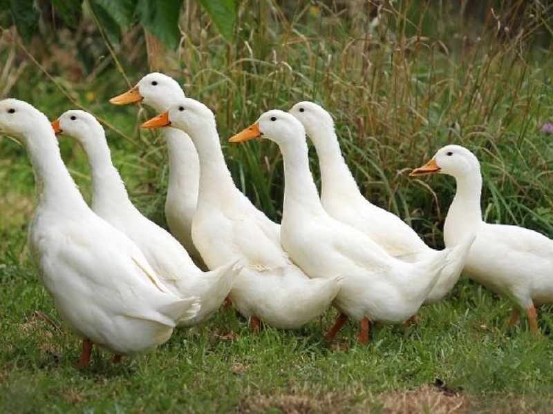 White packin duck farming