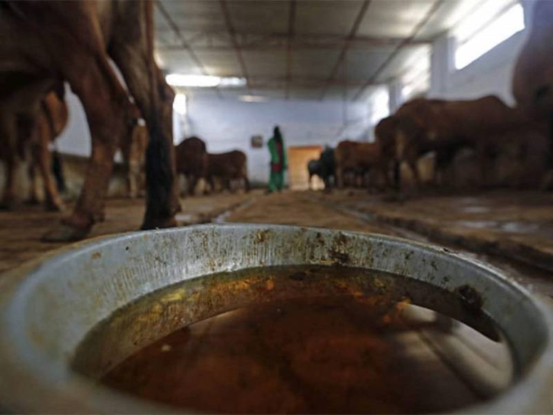 Chhattisgarh to Generate Electricity from Cattle Dung & Agriculture Waste