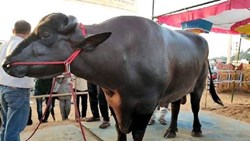 Murrah Breed Buffalo Farming