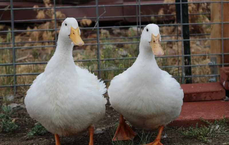 Pakin Duck Farming a profitable Business