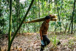 Government subsidy on Bamboo Farming