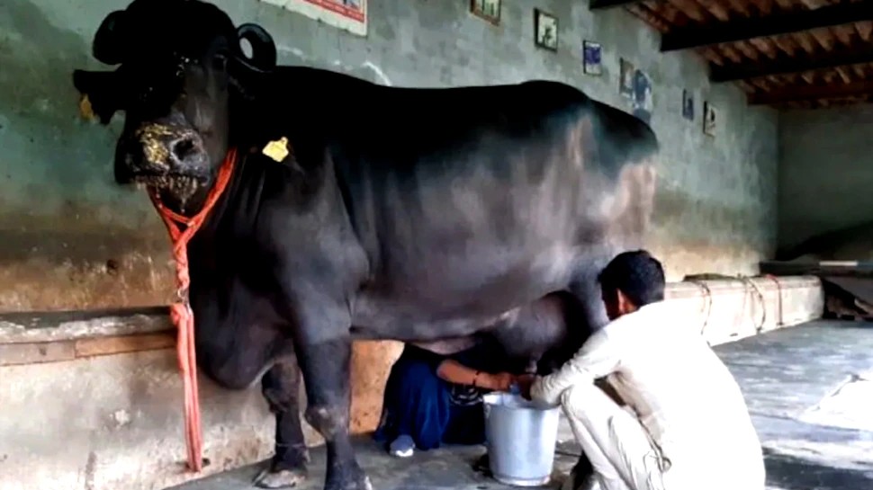 Reshma Buffalo: Produce 33 Littre Milk Per day