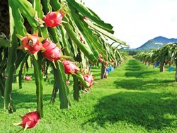 Impressive Health benefits of dragon fruit