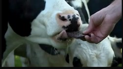 UMMB Animal Chocolate to increase milk Production