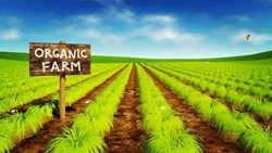 Story of Successful farmer