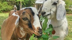 Goat Farming Training