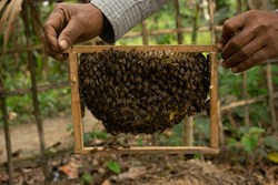Beekeeping in Assam