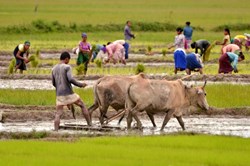 Agriculture of Assam and its Challenges